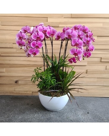 10 Inch Orchid Garden In Variegated Purple Plant