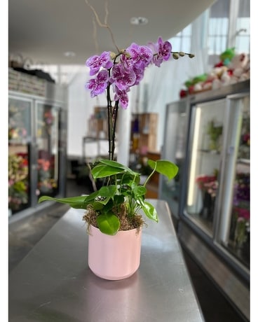 Orchid Garden Plant
