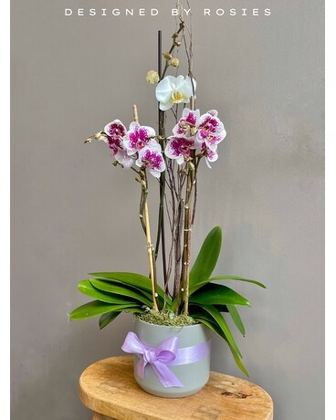 Designer's Choice Orchid Garden Flower Arrangement