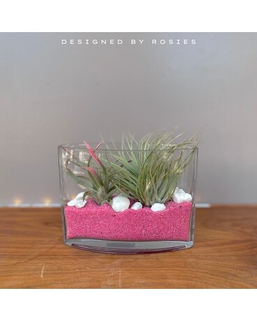 Airplant Garden Dish Garden Plant