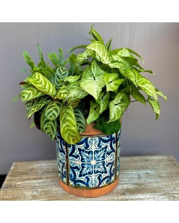 Tierra Bella Plant Garden Dish Garden Plant