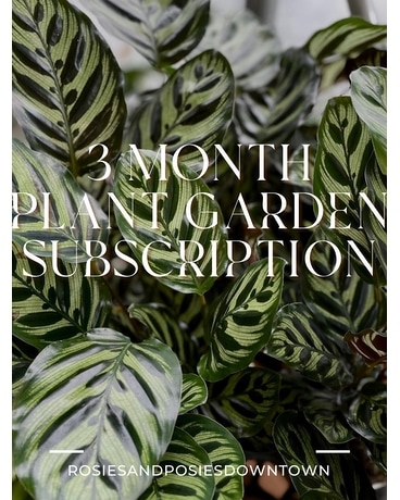 3 Month Plant Garden Subscription Dish Garden Plant