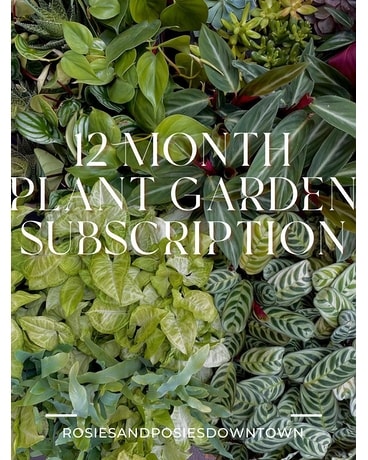 12 Month Plant Garden Subscription Dish Garden Plant