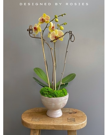 Blooming Paradise Orchid Garden Dish Garden Plant