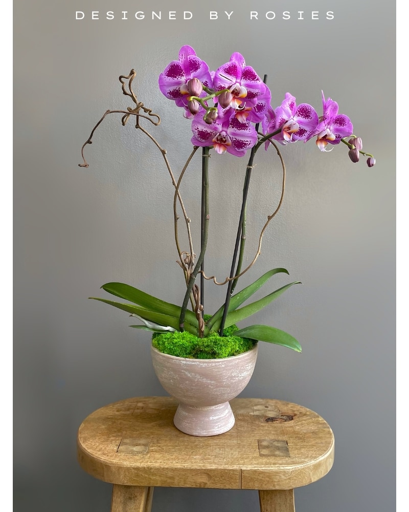 Mystic Orchid Enclove in San Jose CA - Rosies & Posies Downtown