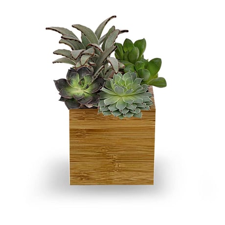 the succulent shoppe Gift Box main image 0