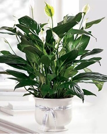 Comfort Planter Flower Arrangement
