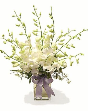 Orchid Delight