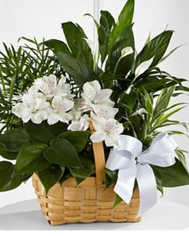 Peace & Serenity Dishgarden