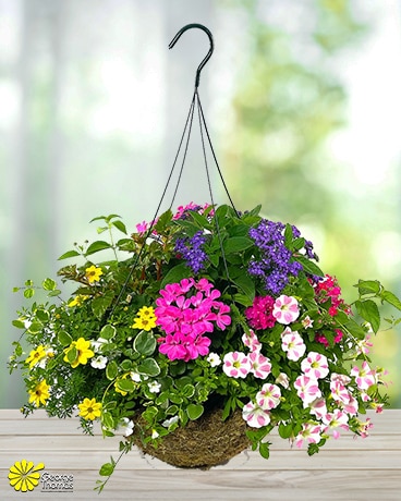 Mixed Annual Hanging Basket