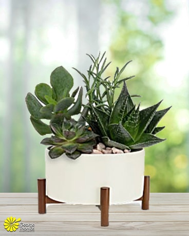 Mid-Century Garden Plant