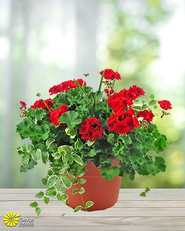 Geranium Tubs Plant