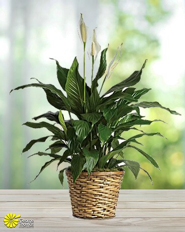 Broad Ripple Spathiphyllum Plant