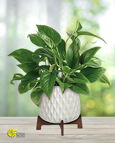 Lush Leaves Pothos Plant Plant