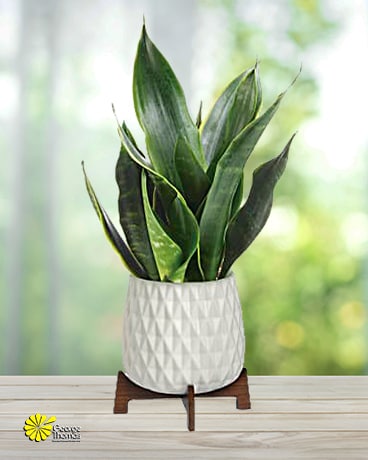 Growing Art Sansevieria Plant Plant