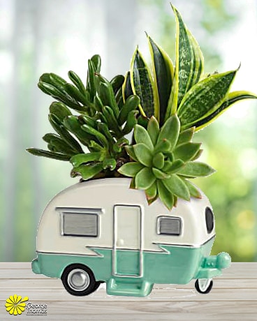 Cool Camper Succulent Garden Flower Arrangement