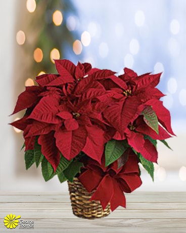 Red Poinsettia Plant