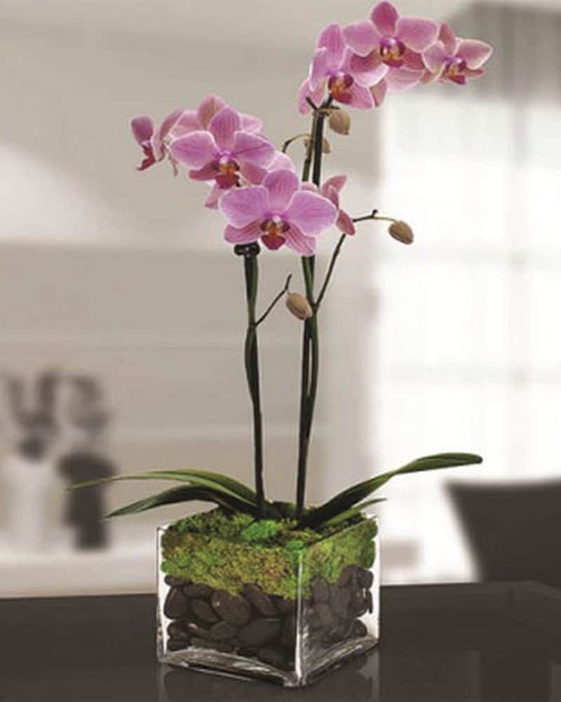 Double Phalaenopsis Orchid in Indianapolis IN - George