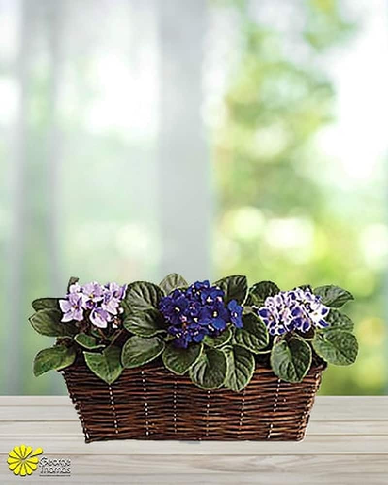Sweet Violet Trio in Indianapolis IN - George Thomas Florist