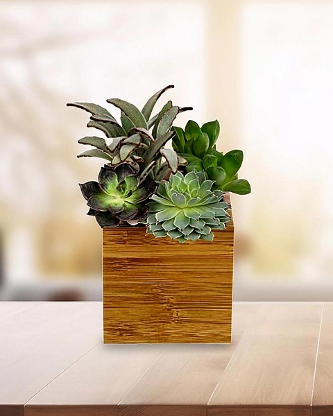 Simply Succulents