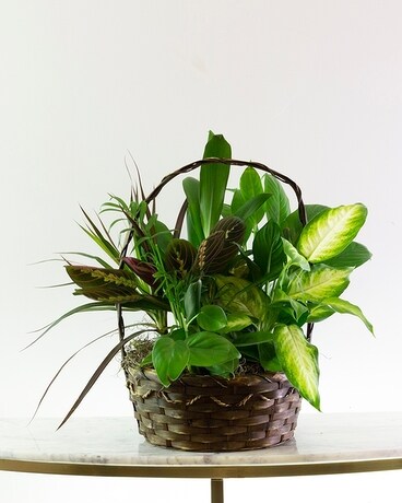 Large Rustic Wicker Dish Garden
