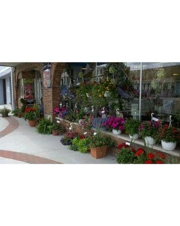 Outdoor Patio Pot Plant