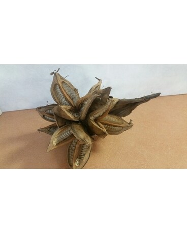 Star Pods Gifts