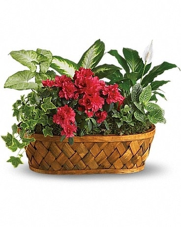 Plants Galore Dish Garden Plant