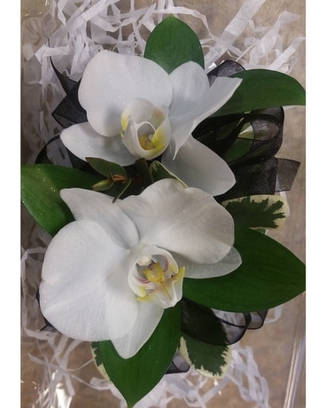 Double White Phalaenopsis Orchid Corsage Flower Arrangement