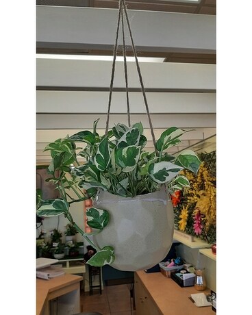 Hanging Pothos Plant