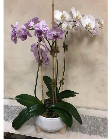 Premium Orchid Bowl Plant