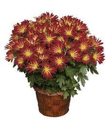 Pelee Mum Plant Plant