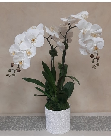Permanent White Orchid Plant in White Ceramic Dried Flowers