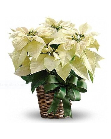 White Poinsettia Plant