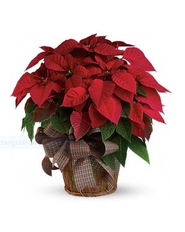 Red Poinsettia Plant