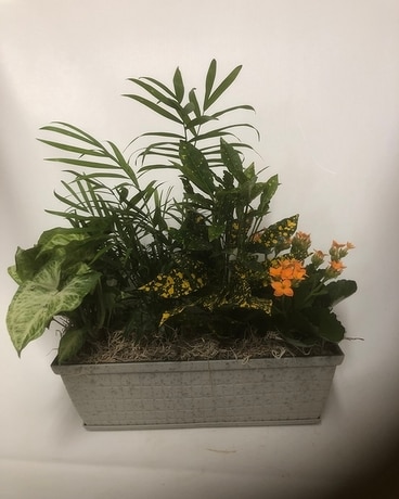 Adelyn Window Box Plant