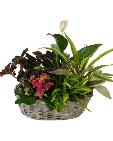 Giant Oval Wicker Planter Dish Garden Plant