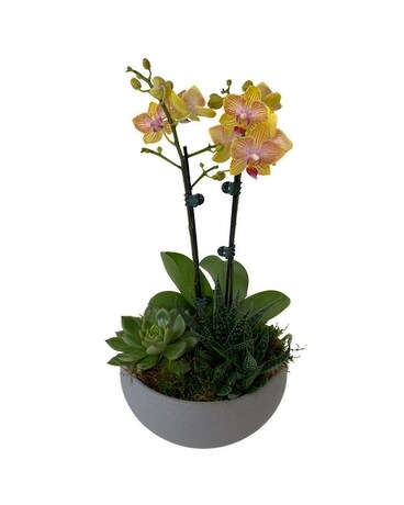 Orchid & Succulent Planter-Grey Dish Garden Plant