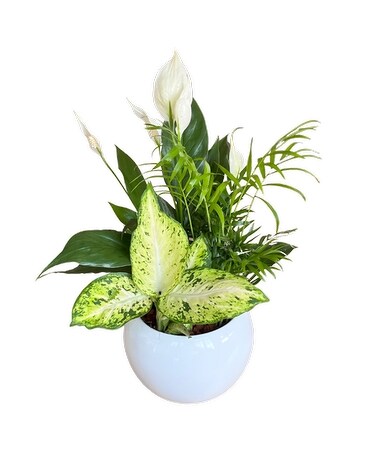 Medium Round Peace Lily Dish Garden Plant