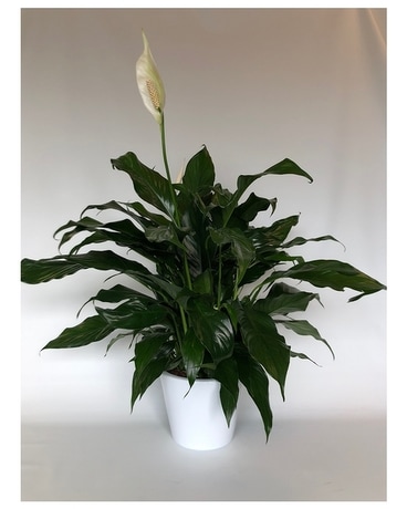 Peace & Purity Plant