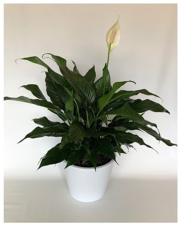 Peace & Purity Deluxe Plant
