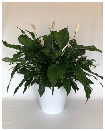 Peace & Purity Premium Plant