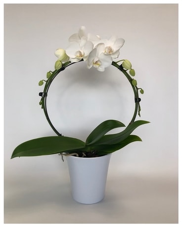 Infinity Plant