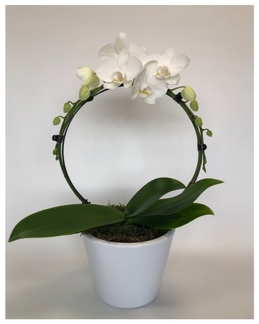 Infinity Deluxe Plant