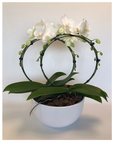 Infinity Plant