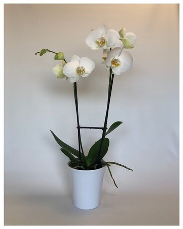 Simply Elegant Plant