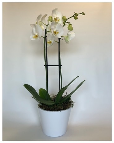 Simply Elegant Deluxe Plant