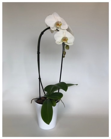 Waterfall Plant