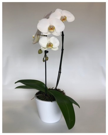 Waterfall Deluxe Plant