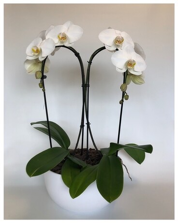 Waterfall Plant